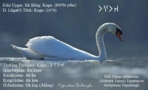 Türk Lehçelerinde kuğu. Orhun yazıtları, Göktürk yazıtları. Eski Uygur Türkçesi. Irk bitig, Divanü Lügati't Türk. Runik, runic. Göktürkçe. 